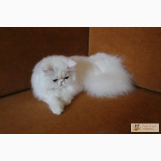 Белоснежный персидский котик !