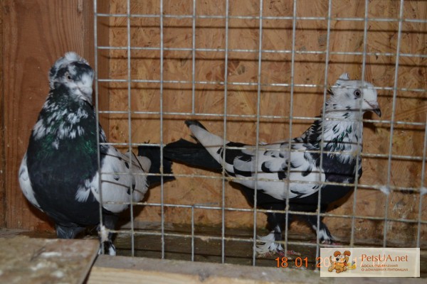 Фото 1/1. Продам голубей бакинских чилей Продам голуби бакинские