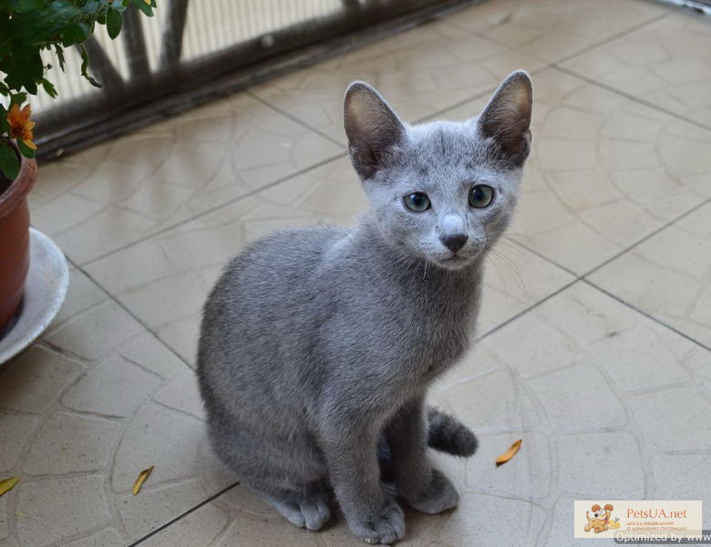 Очаровательные котята русской голубой