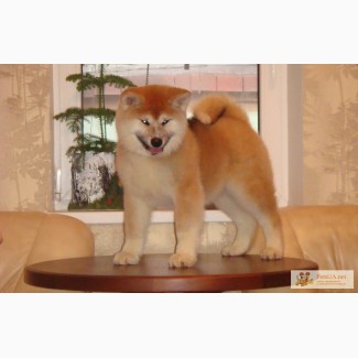 Акита-Ину щенки от выставочных собак