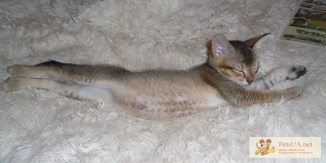 Продам котенка девочка чаузи Абиссинская
