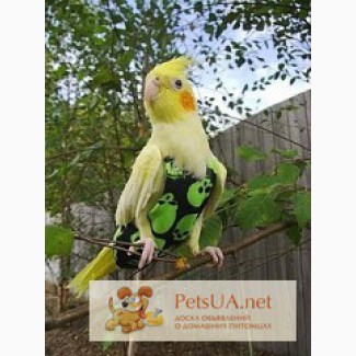 Одежда для попугаев : толстовки, костюмы, памперсы