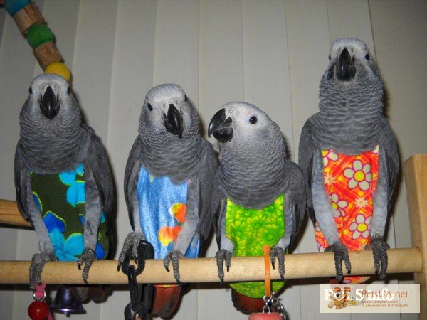Фото 2. Одежда для попугаев : толстовки, костюмы, памперсы