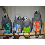 Одежда для попугаев : толстовки, костюмы, памперсы