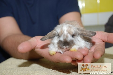 Продаются Мини баранчики - карликовый вислоухий кролик