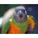 Продаётся Сенегальский попугай