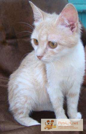 Фото 1/1. Рыже-персиковый котенок - лучик радости, веселья и озорства