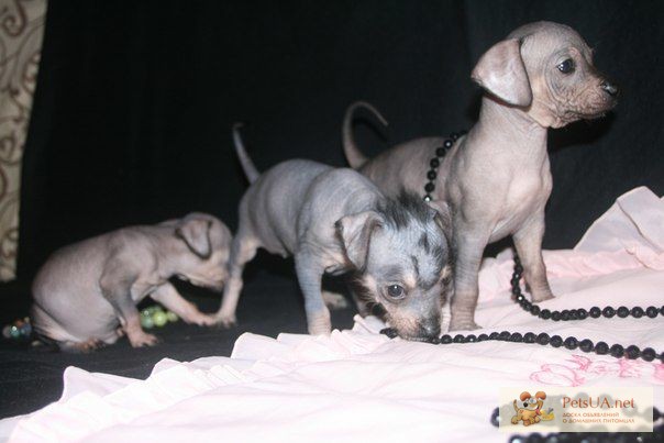 Предлагается к продаже щенки Мексиканской голой собаки Ксоло (мини)