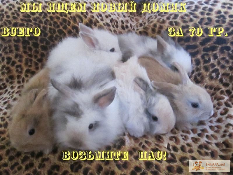 Продам декоративных милых крольчат