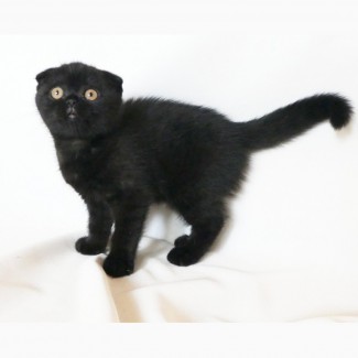 Продам черного вислоухого котенка (девочку), кошечку породы скоттиш фолд (scottish fold) в