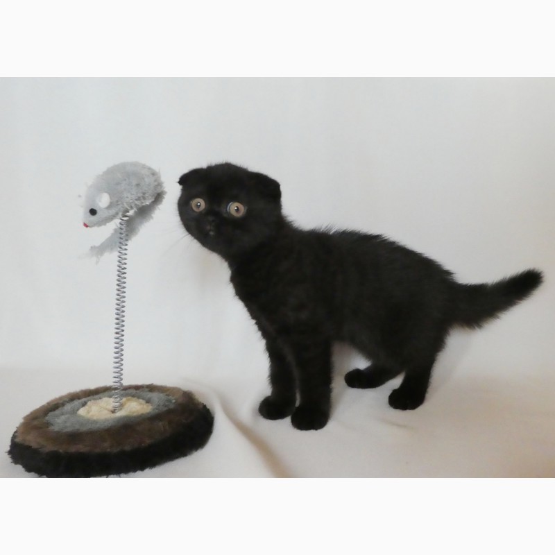 Фото 2/3. Продам черного вислоухого котенка (девочку), кошечку породы скоттиш фолд (scottish fold) в