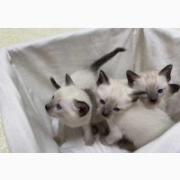 Котята тайской кошки - чудесный подарок