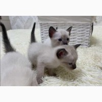 Котята тайской кошки - чудесный подарок