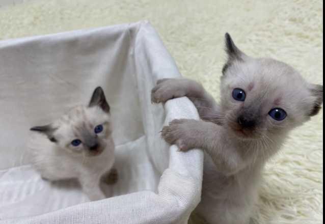 Фото 5. Котята тайской кошки - чудесный подарок