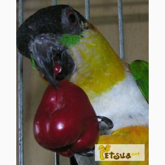 Продаётся ручной попугайчик черношапочный каик