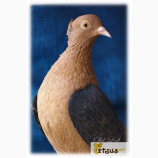 Продам голубей порода - Архангельские снегири