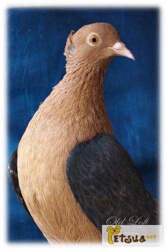 Продам голубей порода - Архангельские снегири