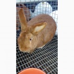 Продам кроликов Новозеландский красный