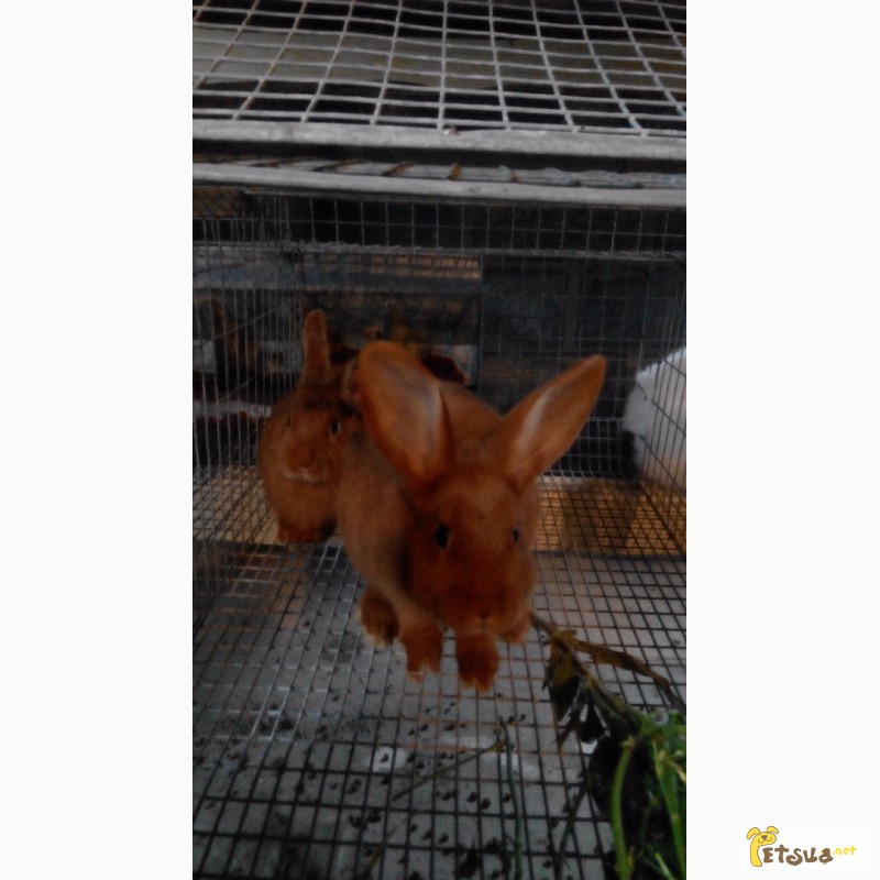 Продам кроликов Новозеландский красный
