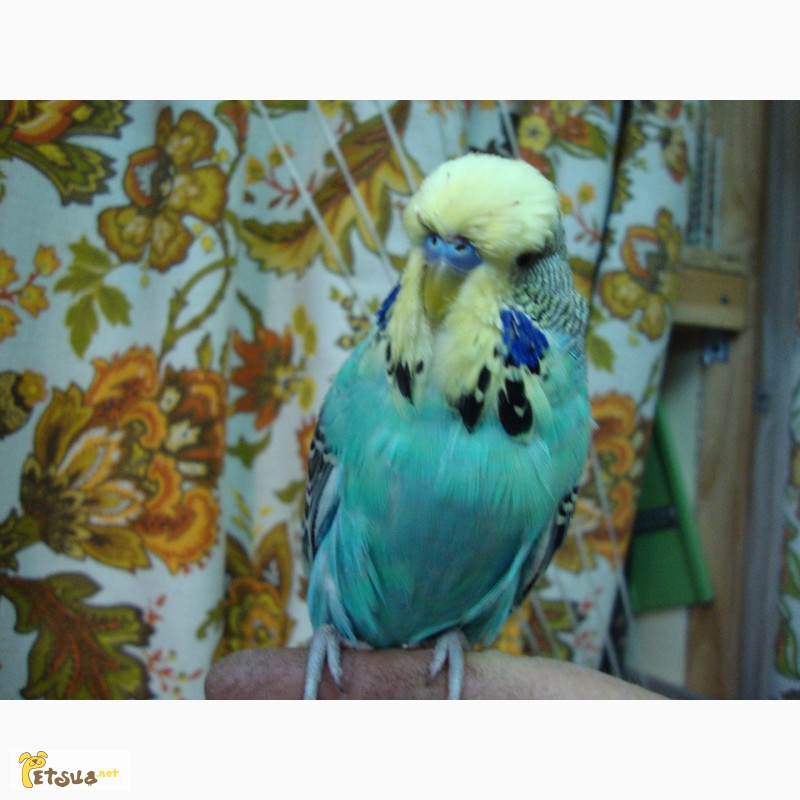 Фото 11. Выставочные волнистые попугаи чехи