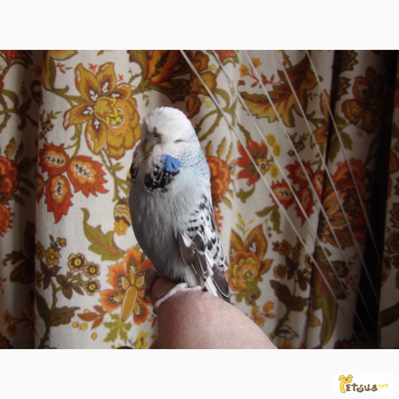 Фото 12. Выставочные волнистые попугаи чехи