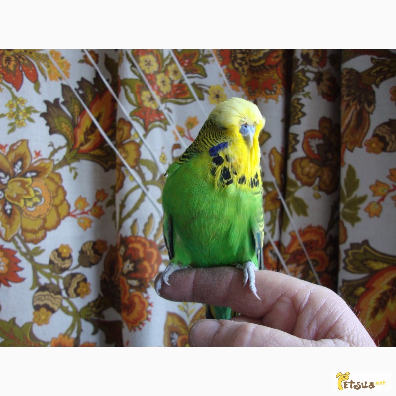 Фото 4. Выставочные волнистые попугаи чехи