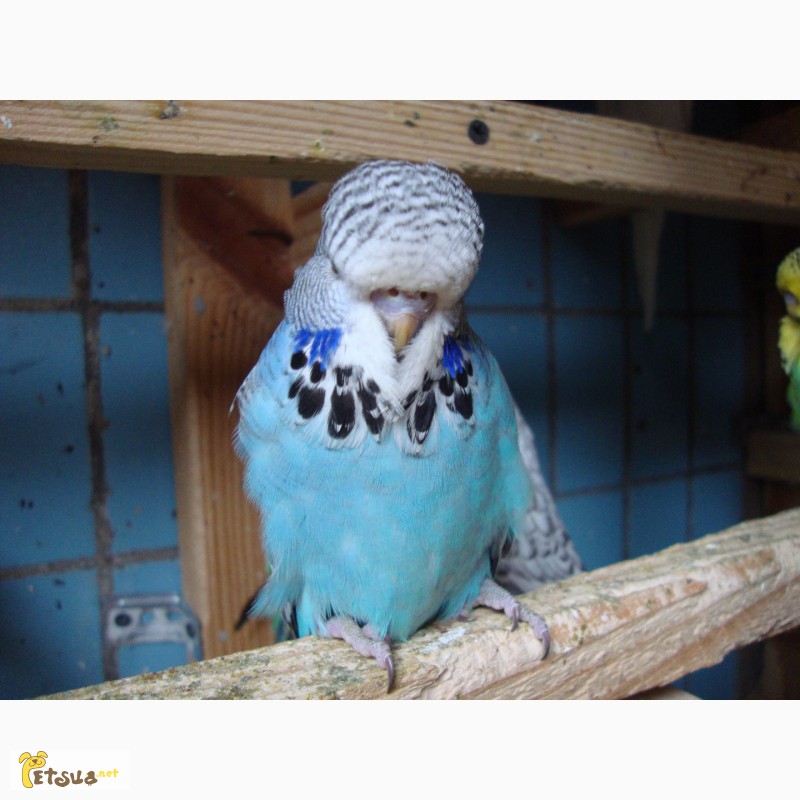 Фото 6. Выставочные волнистые попугаи чехи