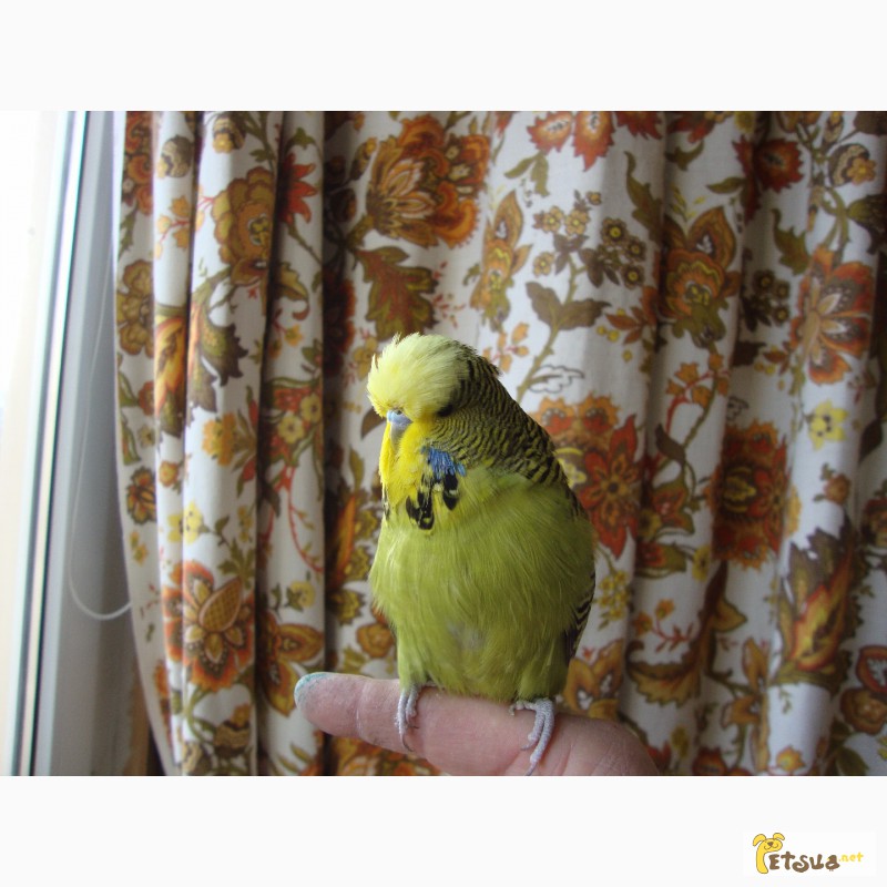 Фото 8. Выставочные волнистые попугаи чехи