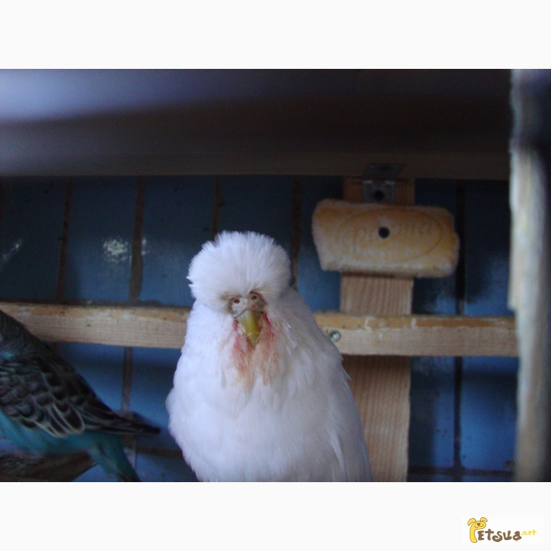 Фото 9. Выставочные волнистые попугаи чехи