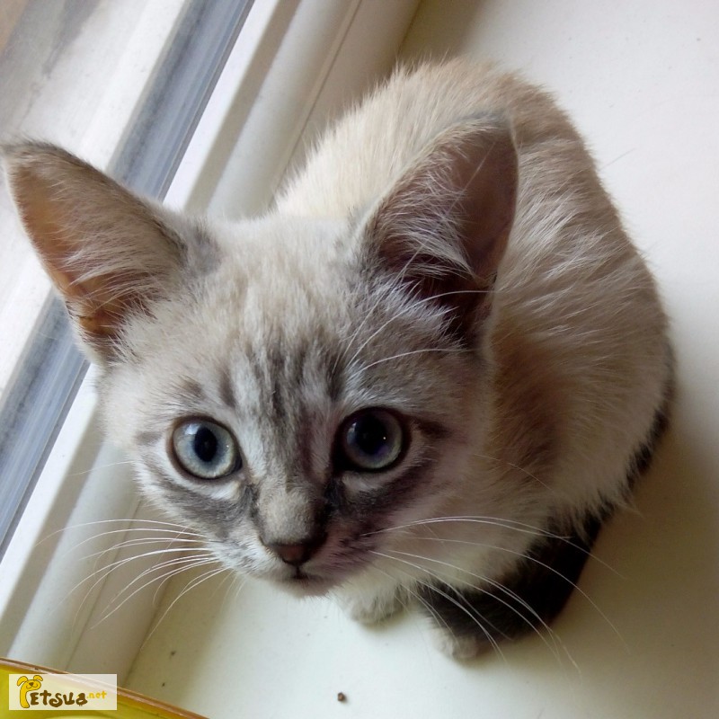 сиамская кошка фото