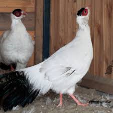 Фото 6. Продам інкубаційні яйця декоративних фазанів і куропаток