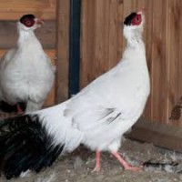 Продам інкубаційні яйця декоративних фазанів і куропаток