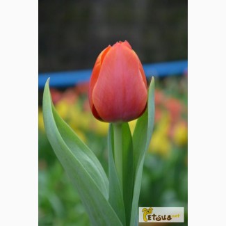 Тюльпани оптом до 8 березня