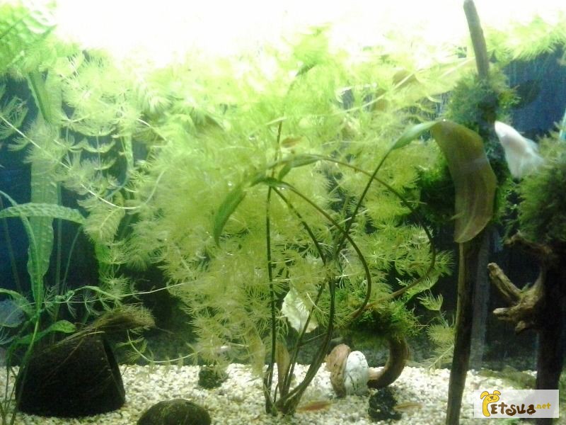 Набір акваріумних рослин
