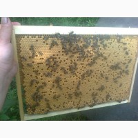 Пчеломатки-Бджоломатки.Бакфаст F1