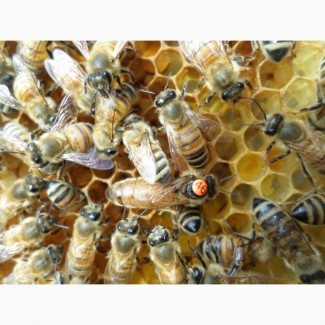 Пчеломатки-Бджоломатки.Бакфаст F1