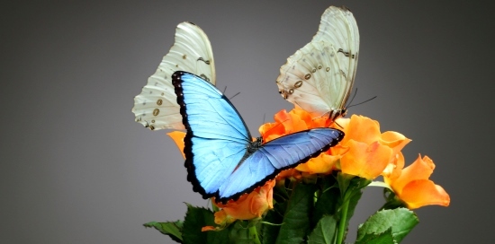 Фото 2. Живая бабочка Морфо - самый оригинальный сюрприз