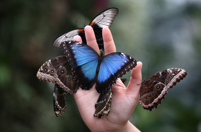 Фото 3. Живая бабочка Морфо - самый оригинальный сюрприз