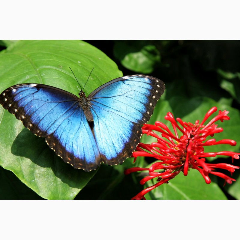 Фото 5. Живая бабочка Морфо - самый оригинальный сюрприз