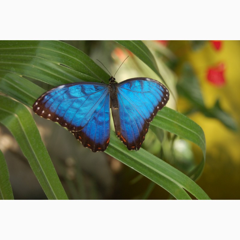 Фото 7. Живая бабочка Морфо - самый оригинальный сюрприз