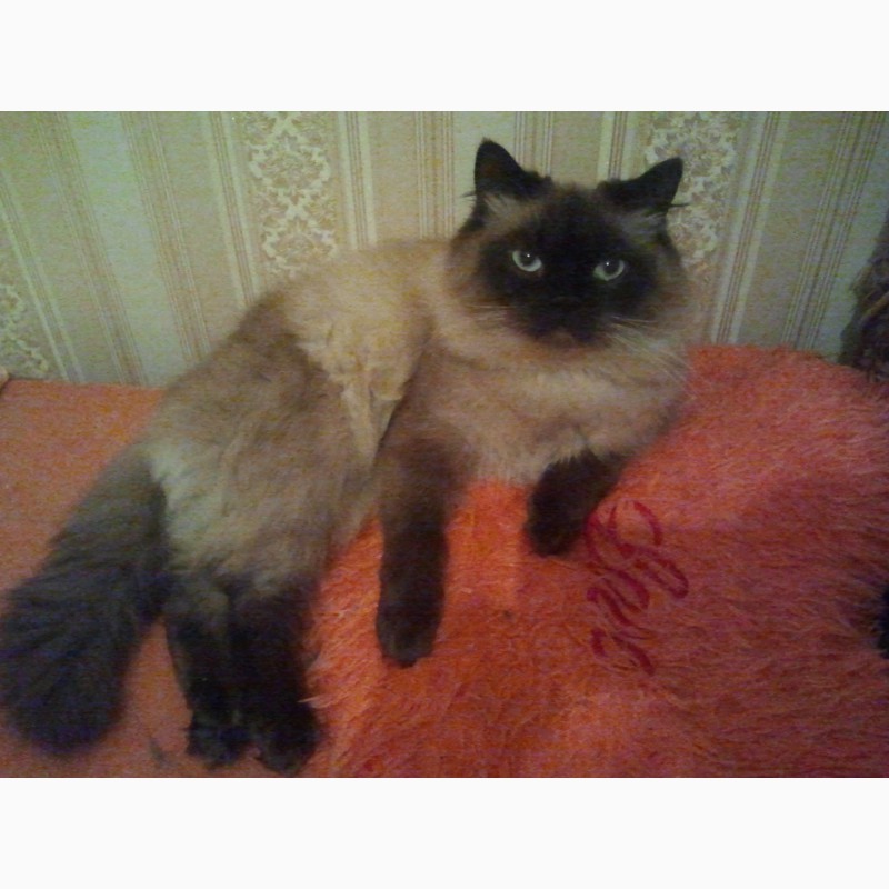 Фото 2. Невский маскарадный кот. Вязка