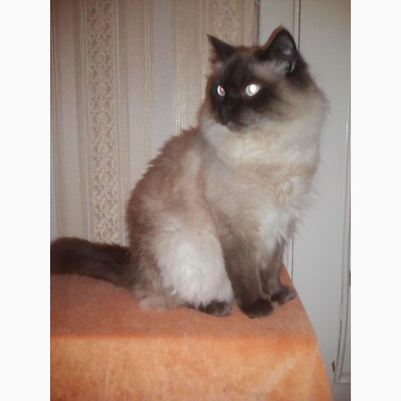 Фото 3. Невский маскарадный кот. Вязка