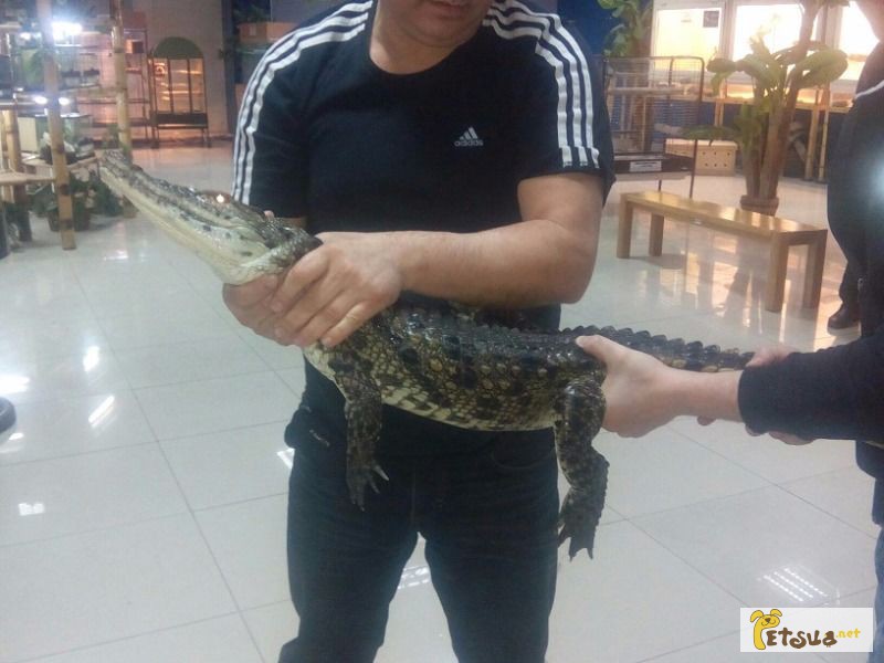 Продам Нильского крокодила
