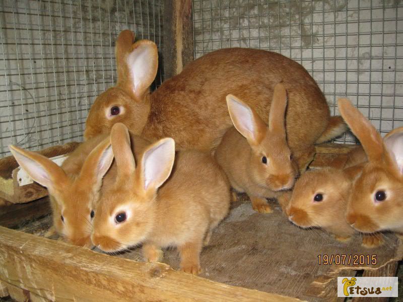 Продам кроликов бургундской породы