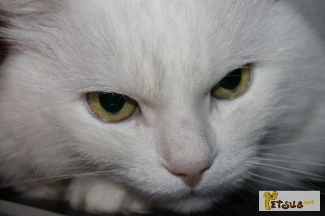 Фото 1/1. Продам белых ангорских котят