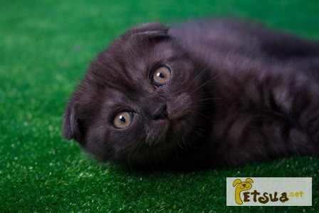 Продается черный дымчатый котенок (окрас Black Smokee, ns) по кличке Max, 2 мес, видео
