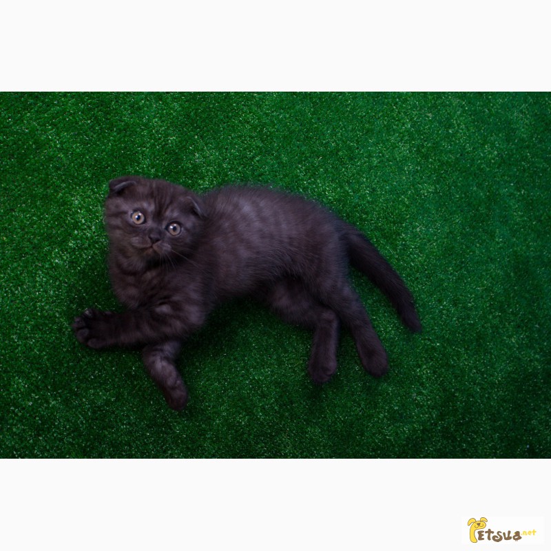 Фото 2. Продается черный дымчатый котенок (окрас Black Smokee, ns) по кличке Max, 2 мес, видео