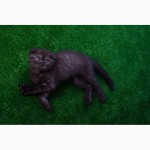 Продается черный дымчатый котенок (окрас Black Smokee, ns) по кличке Max, 2 мес, видео