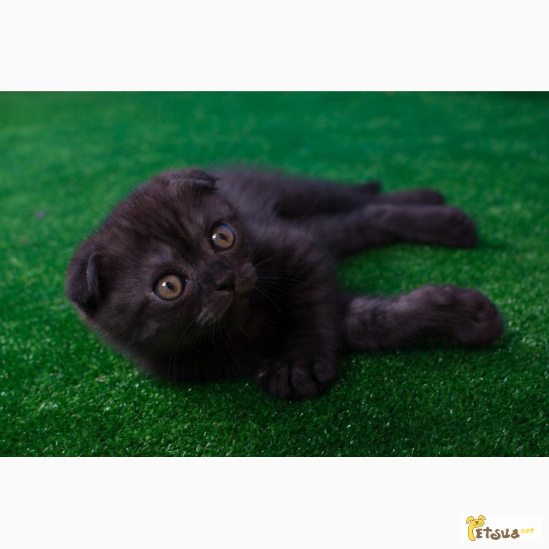 Фото 3/4. Продается черный дымчатый котенок (окрас Black Smokee, ns) по кличке Max, 2 мес, видео