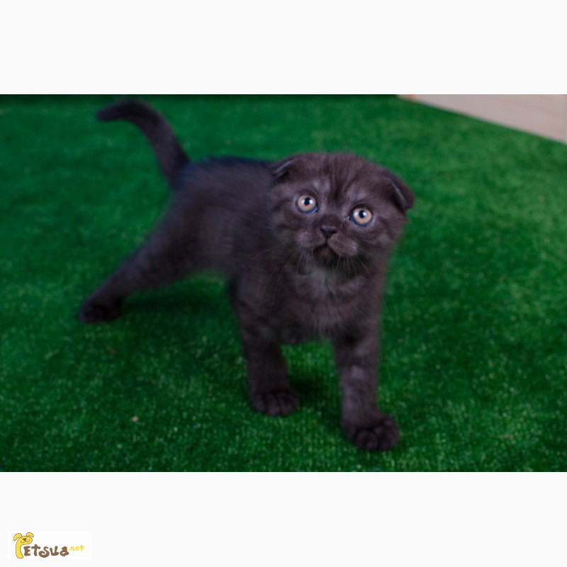 Фото 4. Продается черный дымчатый котенок (окрас Black Smokee, ns) по кличке Max, 2 мес, видео